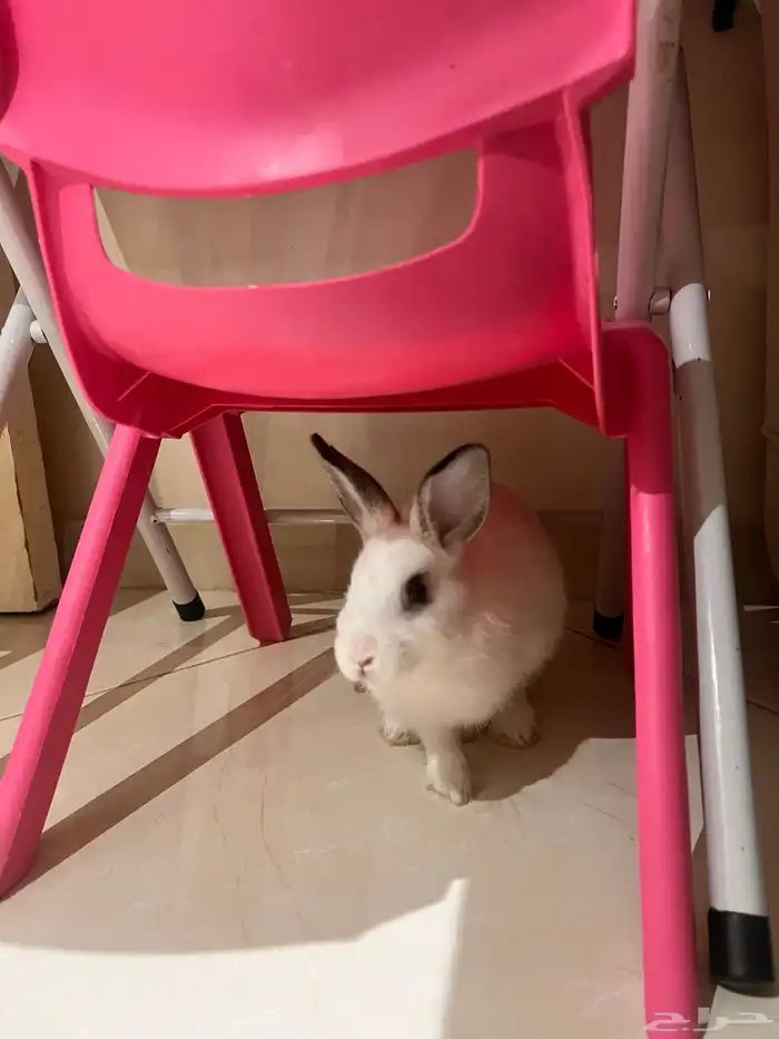 ارنب للبيع 0