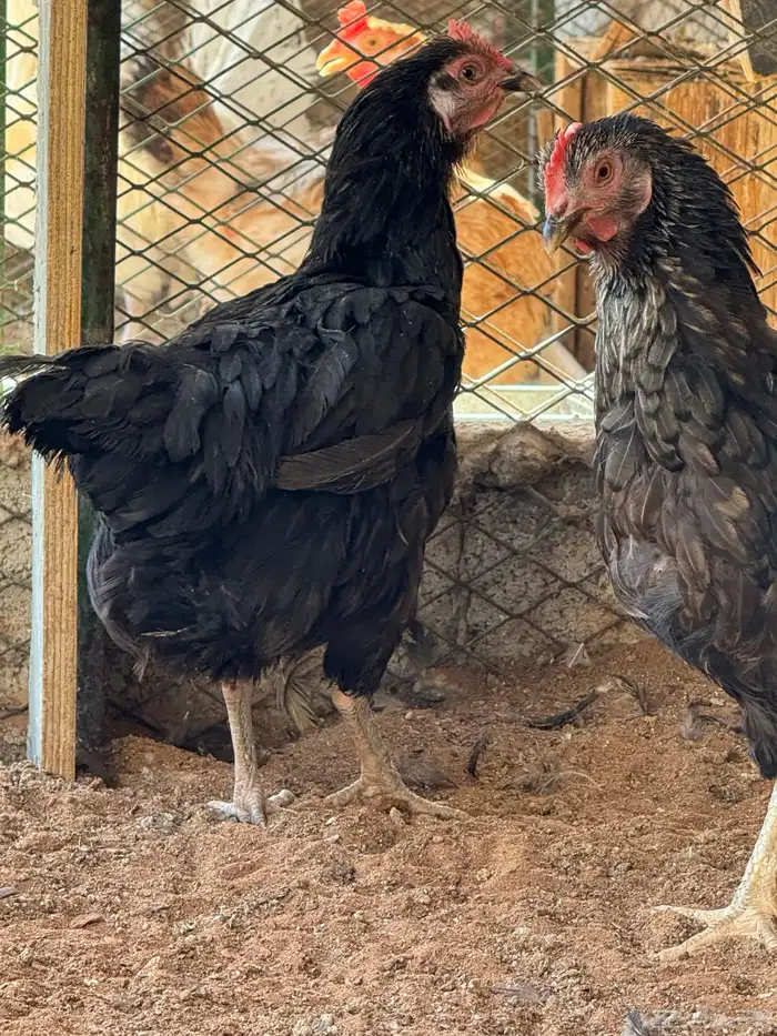 دجاج تركي منتج 11