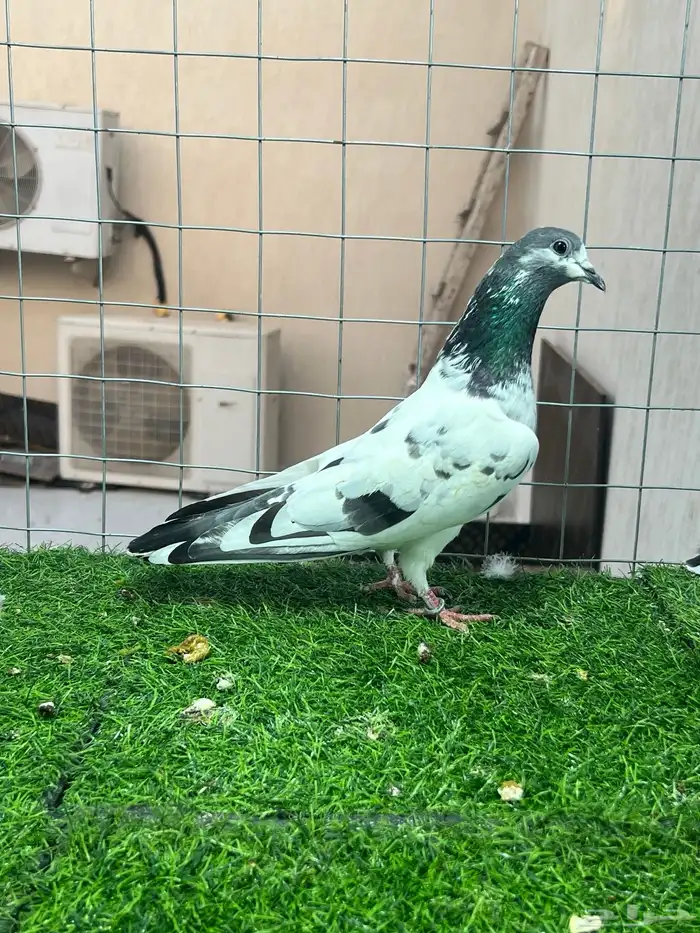 حمام باكستاني علي ولا 3