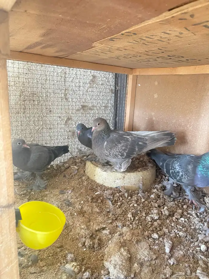 للبيع زوج حمام صنعاني بإنتاجه 0