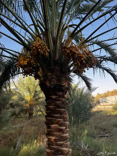 نخل عربي مثمر نخيل للبيع index