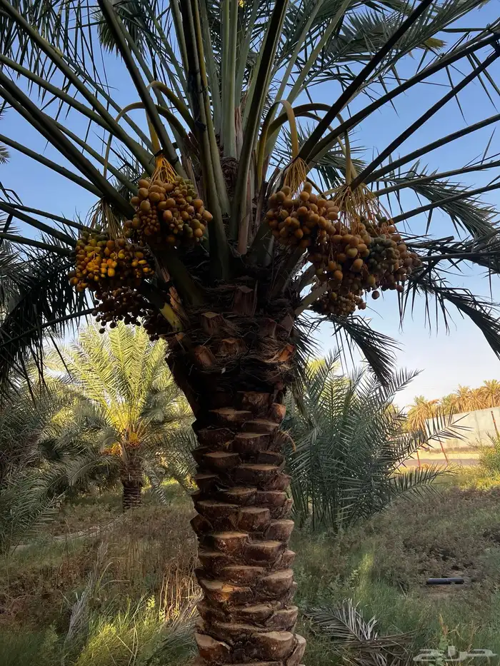 نخل عربي مثمر نخيل للبيع 1