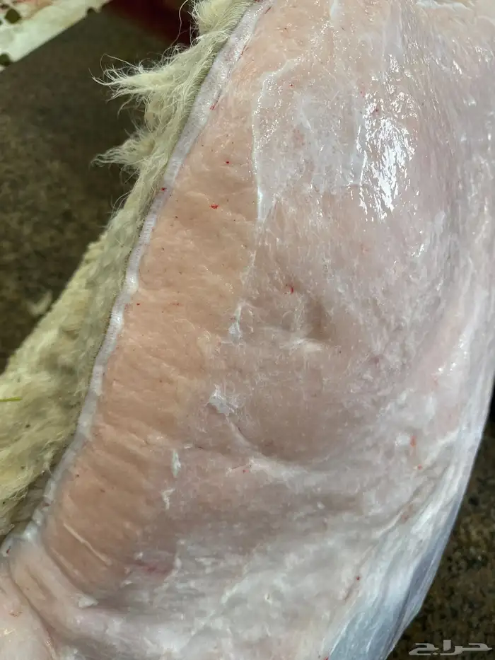 لباني شرط وتحدي مضمون ف الصحن 2