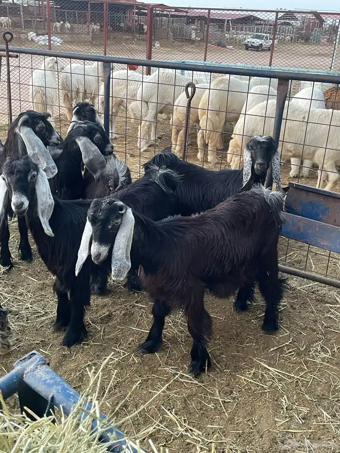 تيوس وجفرات 2