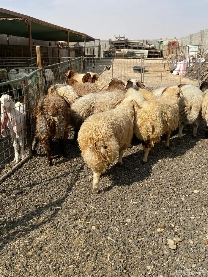 طليان نعيمي جبر ناهي 37