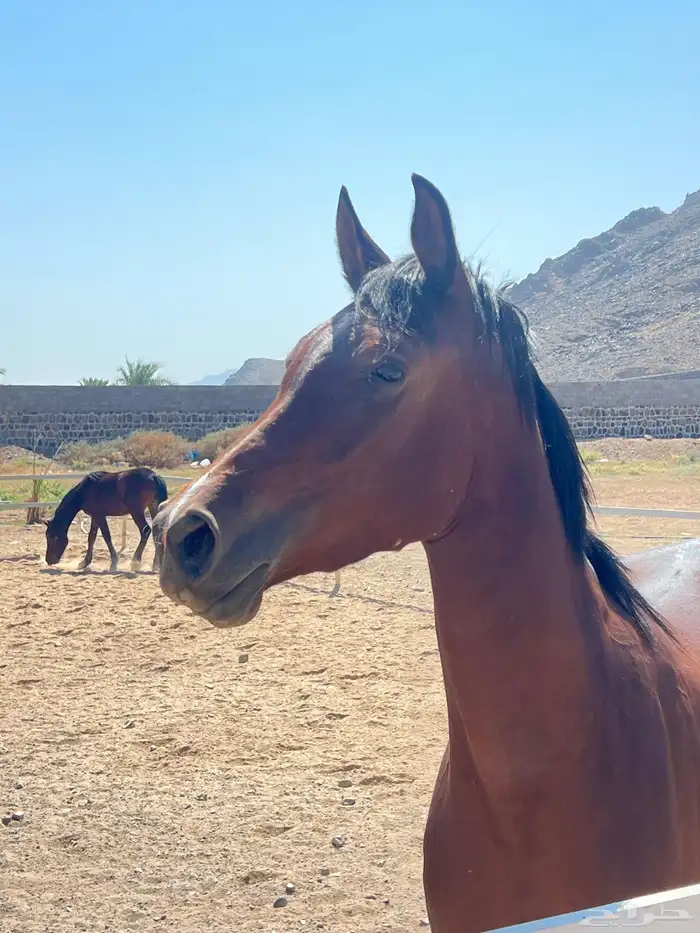 فرس شعبية   مهرتها 10