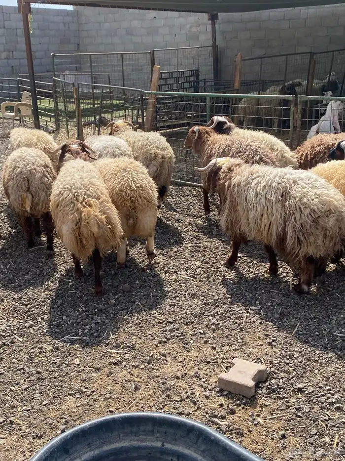 طليان نعيمي جبر ناهي 18