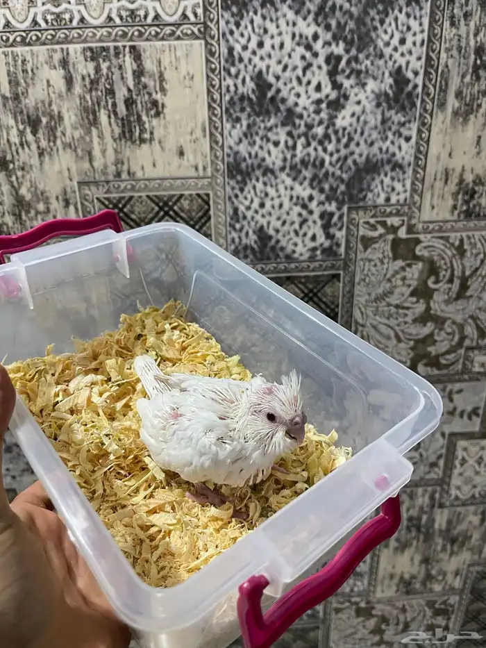 فروخ كروان البينو وهولندي 1