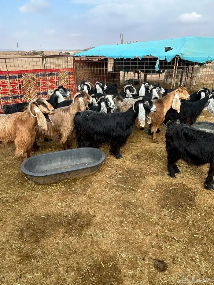 بيع معزا ولد 9