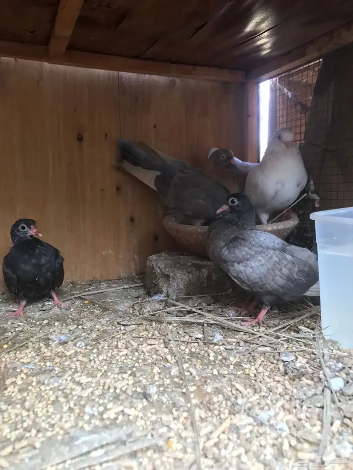 قلاب كوره الوان حلوه 22