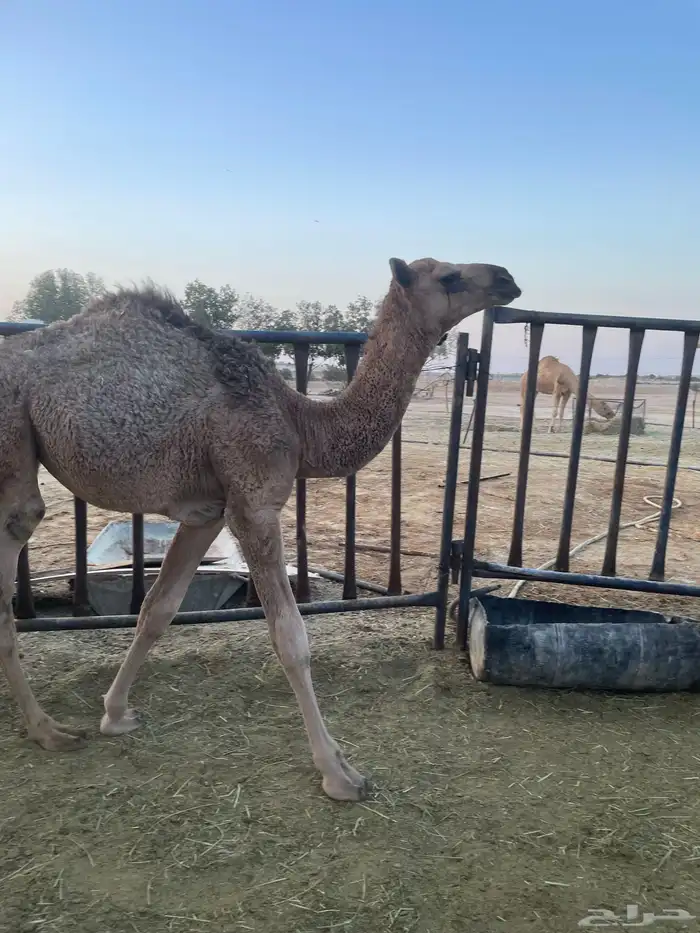 بكره طيبه كفو سمين 0