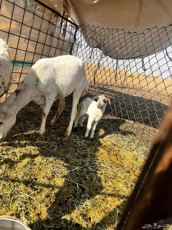 شياة رفيدي مواليد 1