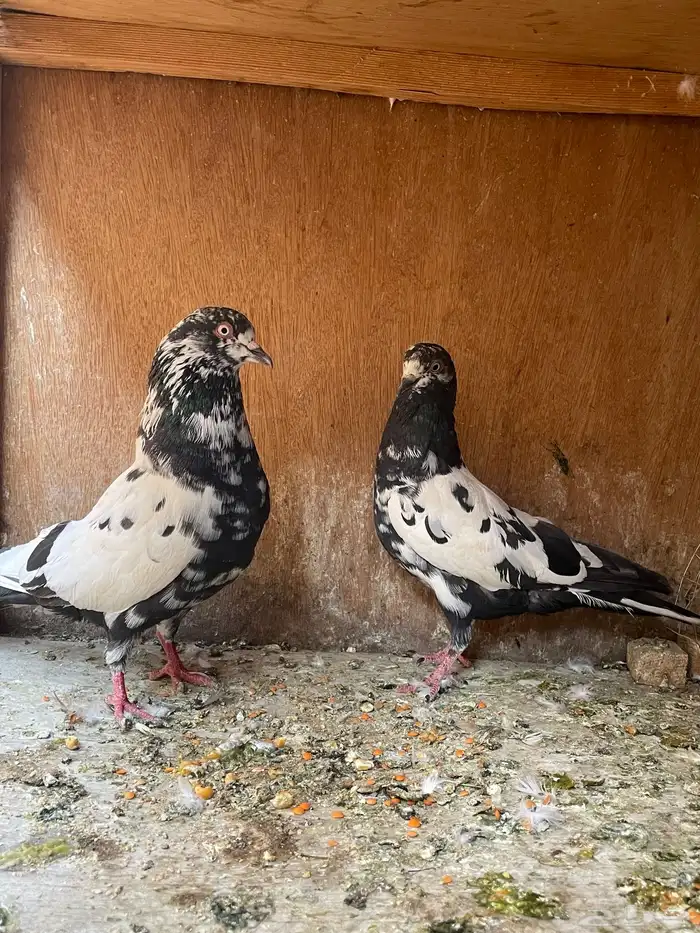 جوز بكستاني 1