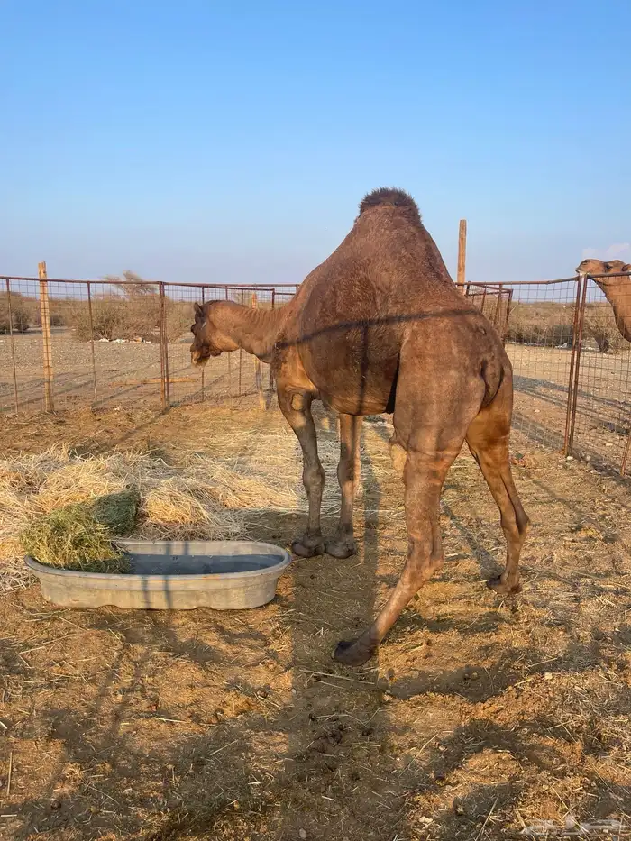 جمل احمر ادهم 0