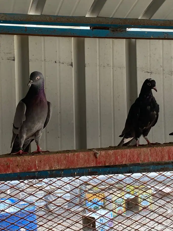 حمام قطيفي طبات ( تم البيع) 2