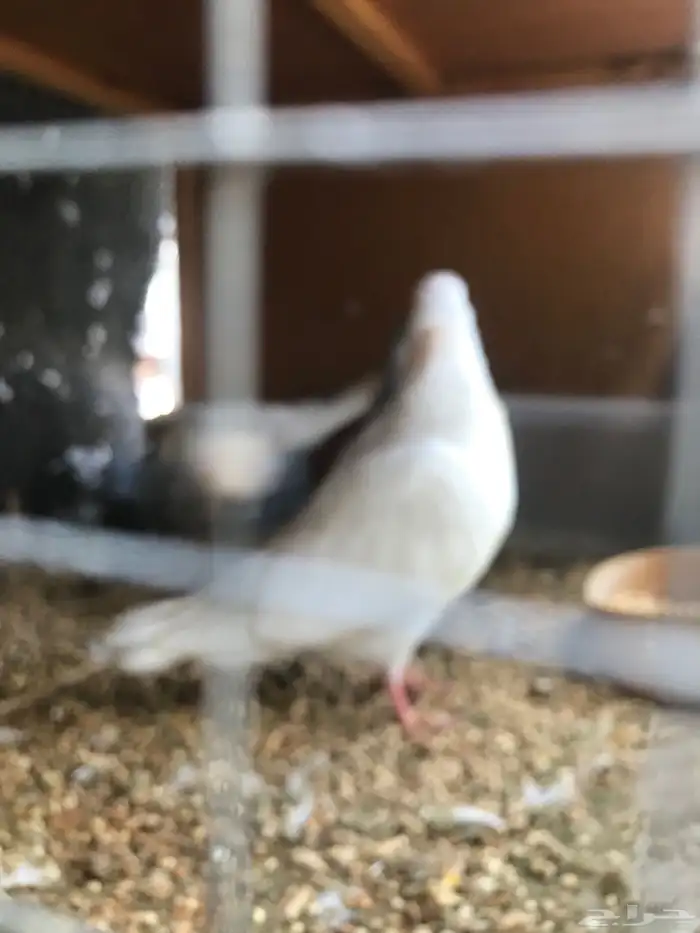 قلاب كوره الوان حلوه 4