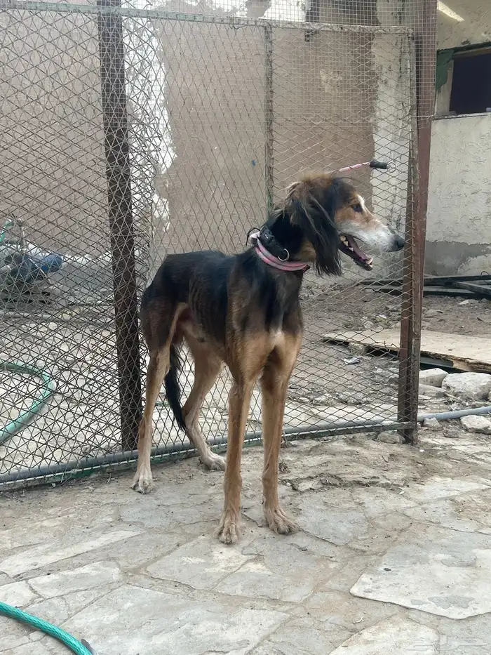 سلوقي عربي بيور 6