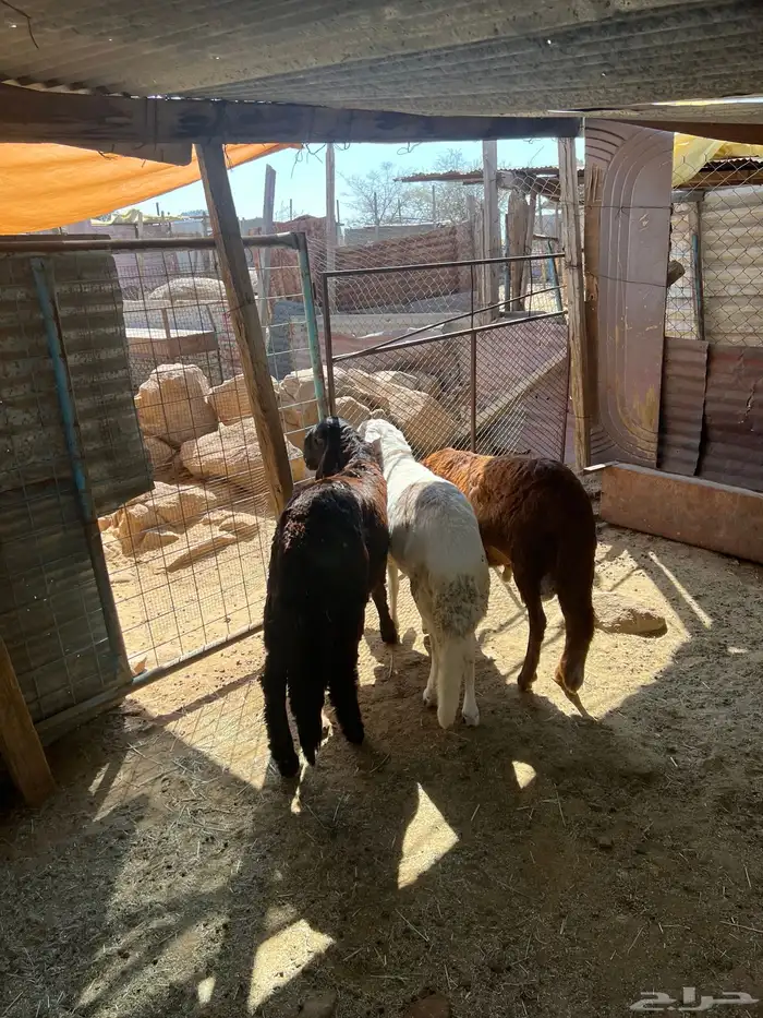 سواكن جبره 4