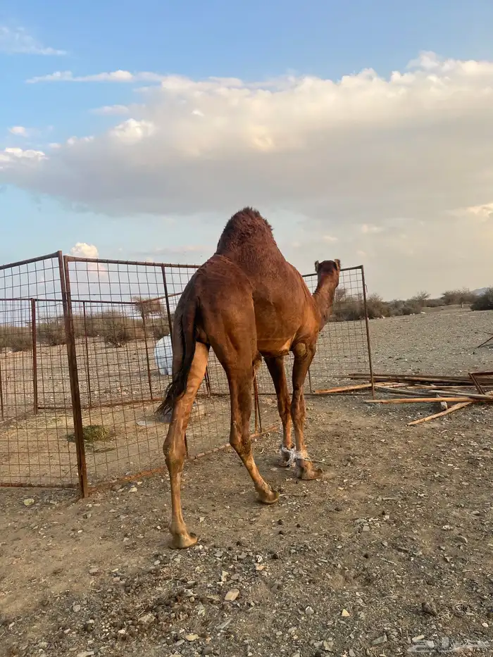 فحل احمر دم 0