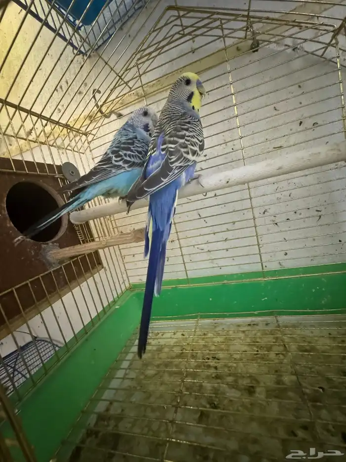 بادجي هولندي 0