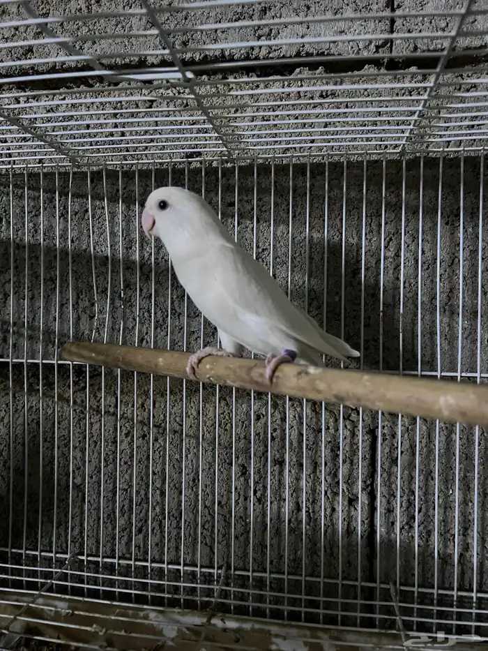 ذكر روز البينو 2