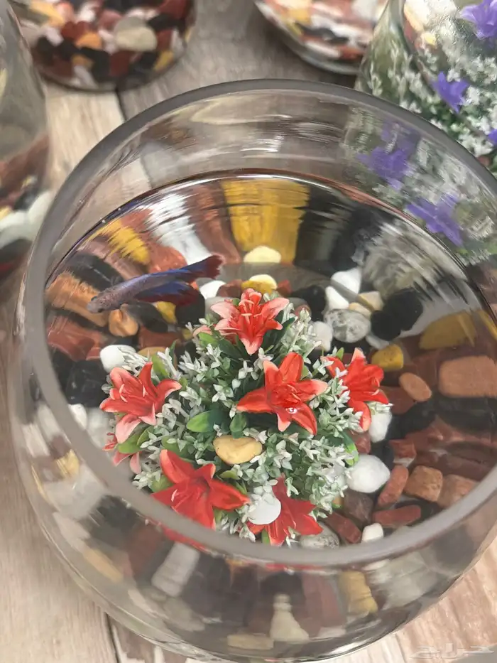 سمك زينة للبيع 3