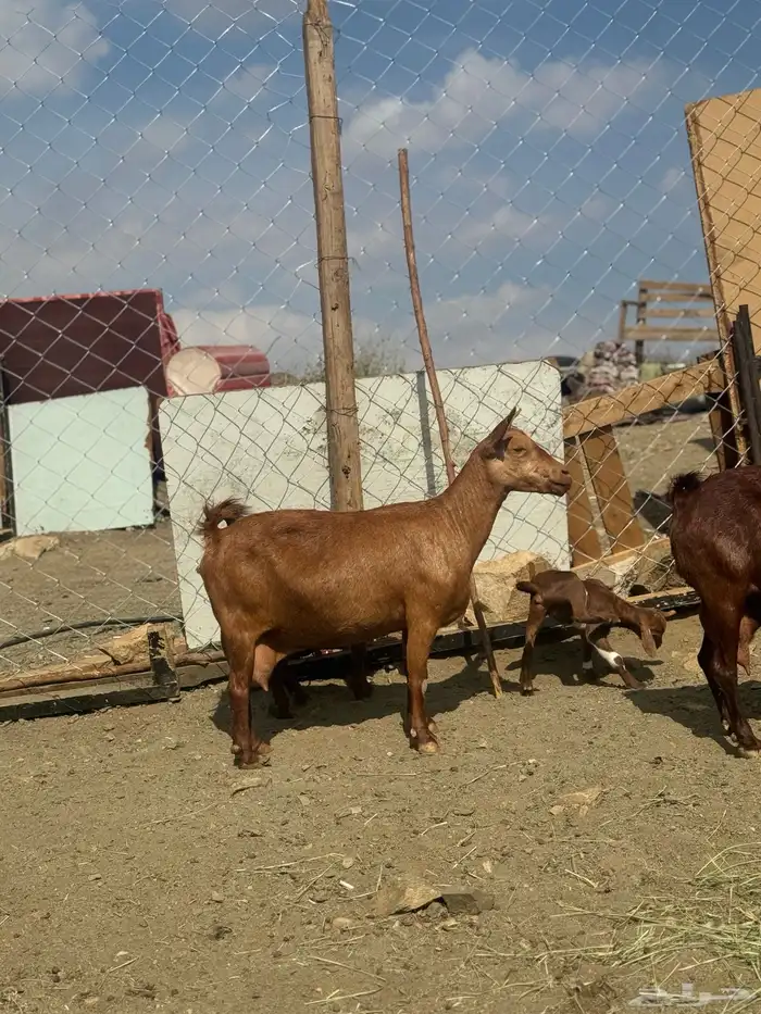 ماعز صلالي 1