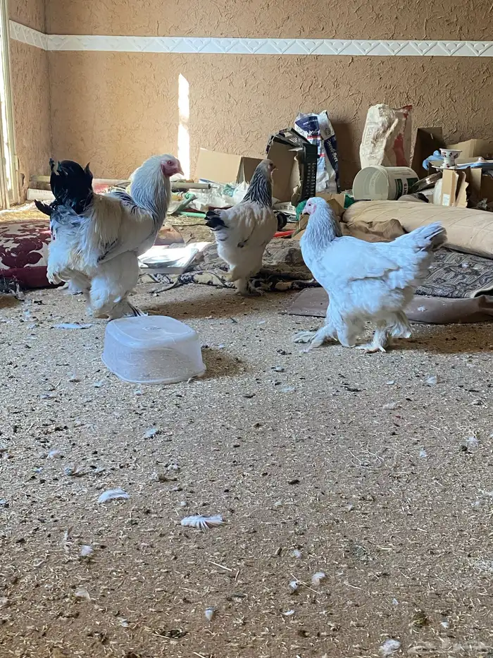 الخرج دجاج البراهما 1