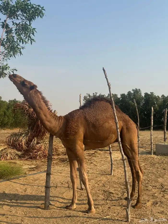 قعود مشروع فحل 0