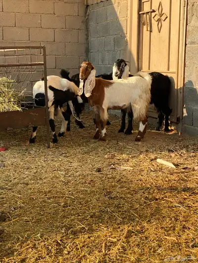 جفار العدد 4 index