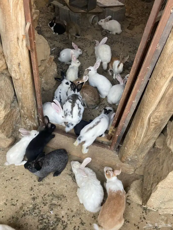 ارانب للبيع 5