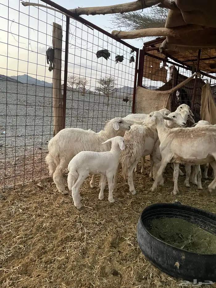 ضان ولد حبص 9