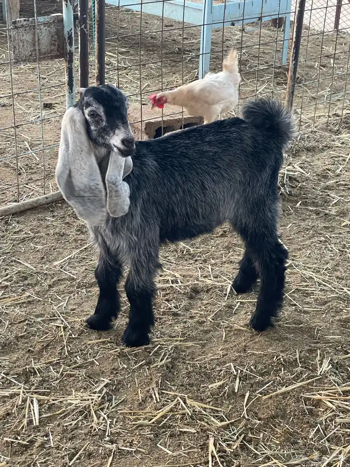 تيوس وجفرات 23