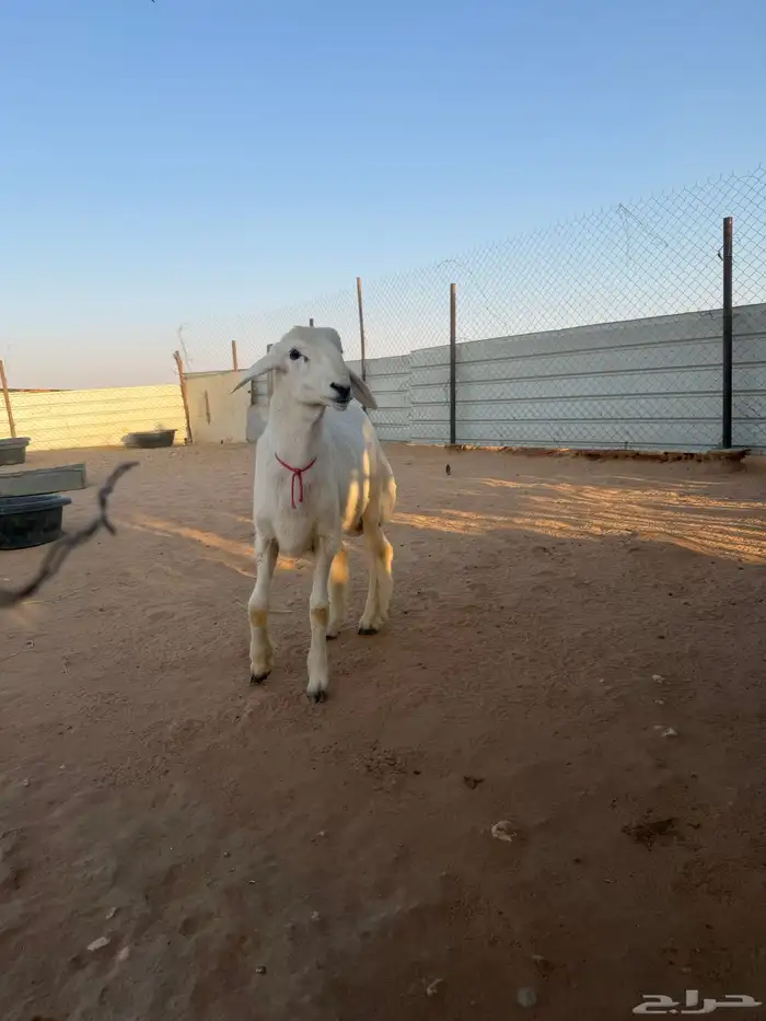 للبيع خروف مشروع فحل صنف فاخر 1