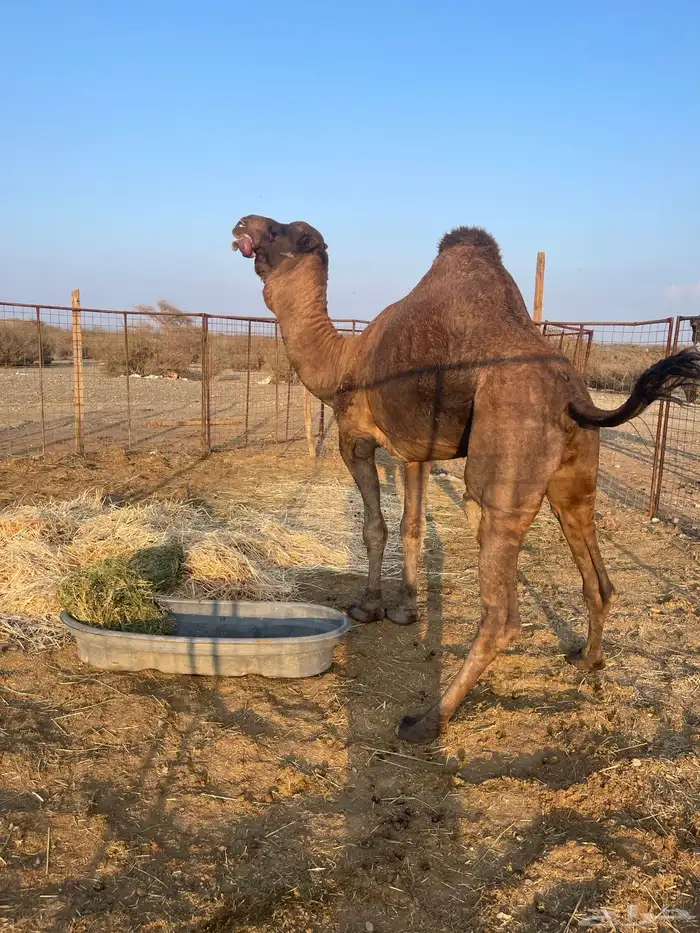 جمل احمر ادهم 7