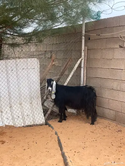 عنز حايل index