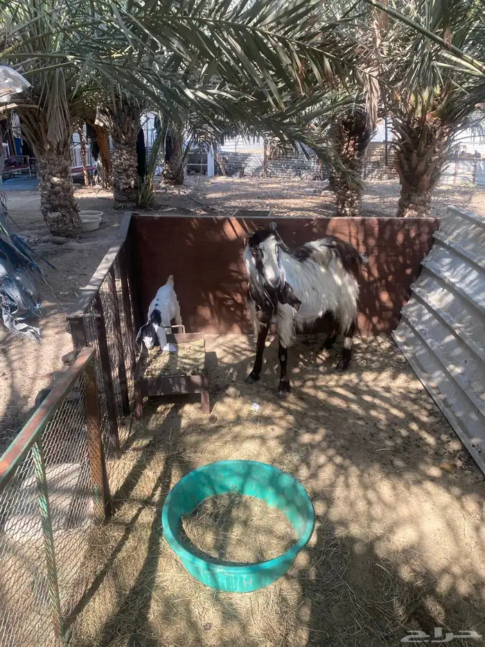 عنز جرم وصحه ونظافه يتبعها عناق روم وسلم 1