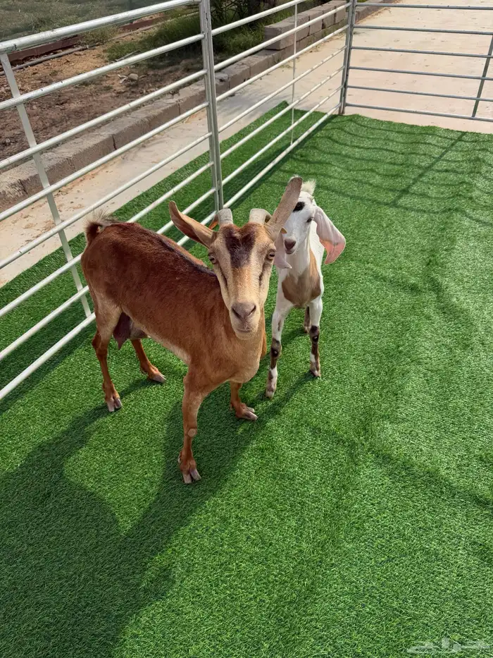 جنوبيه متبع 1