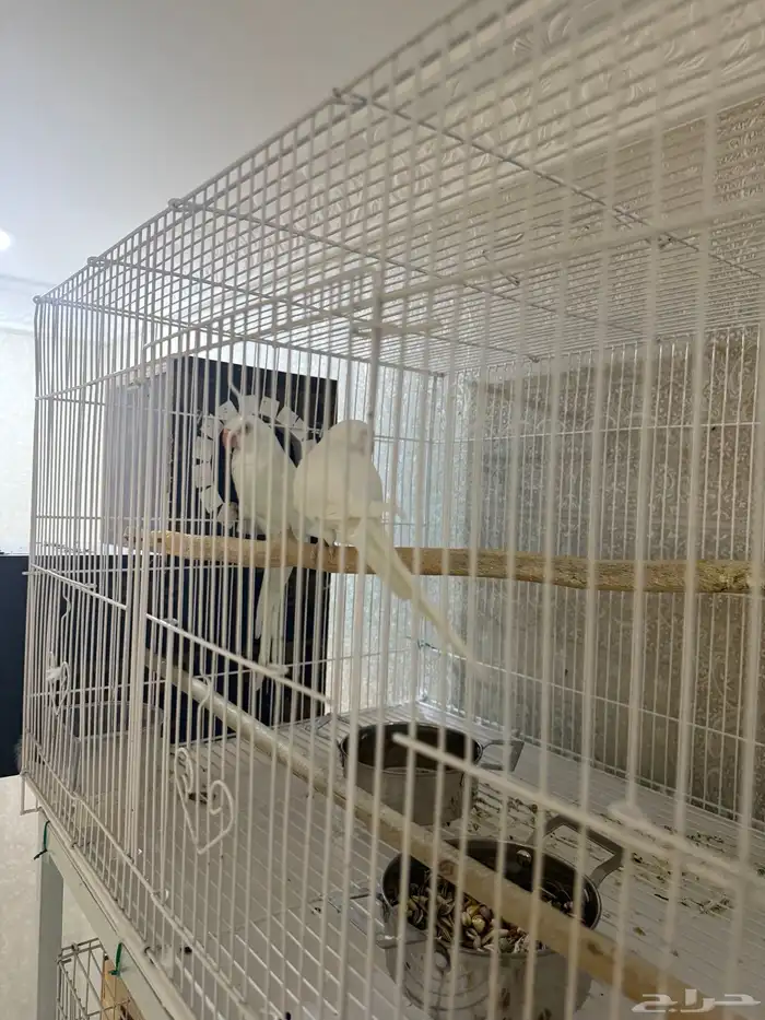 زوج درة البينو 2