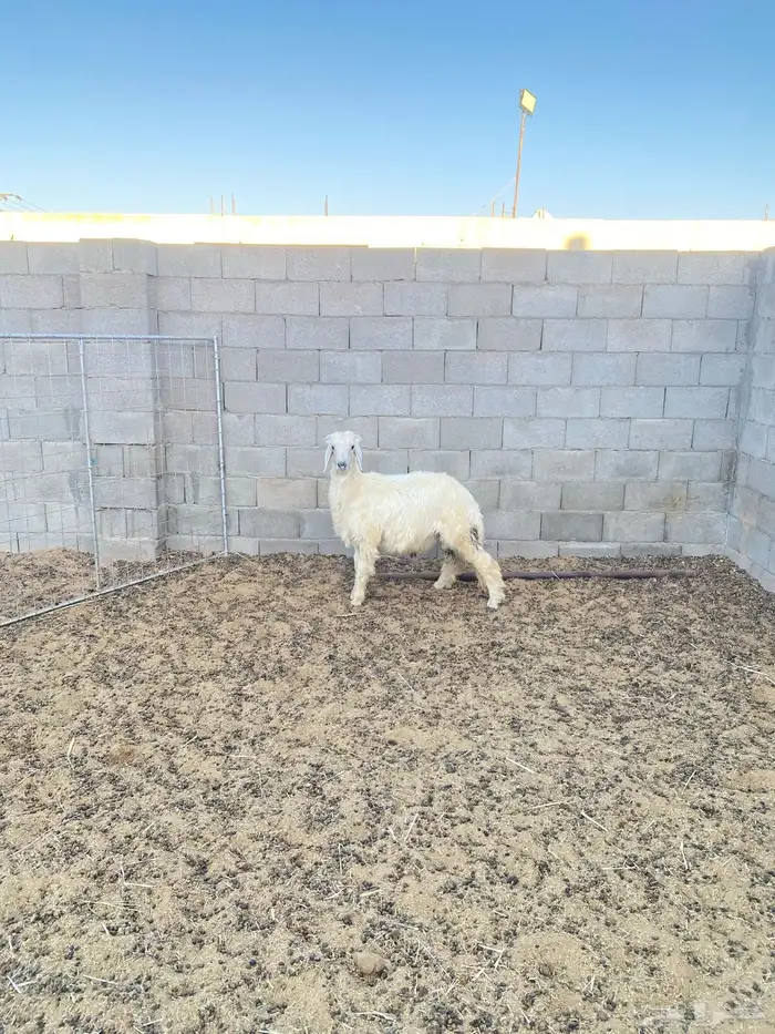 طلي عيسي فل شحم 0