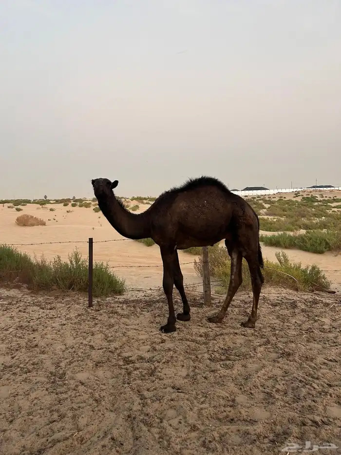 6 قعدان للبيع 4