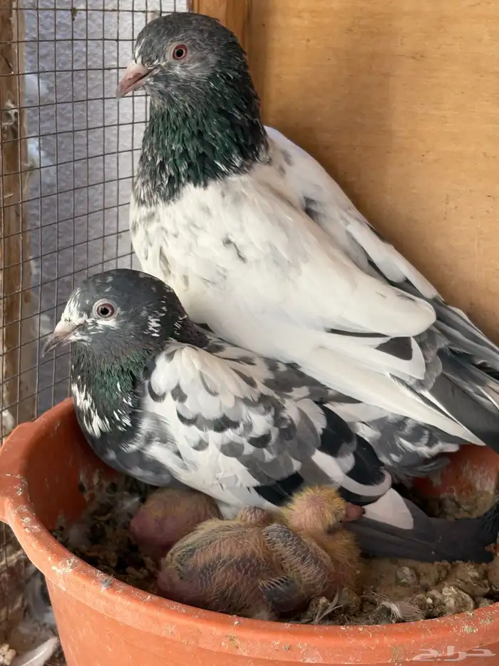 للبيع جوز شماعي قولدن وجوز قلابي 0