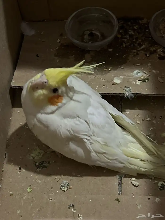 كروان بحي الفيحاء 1