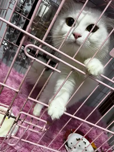 قطط تبني index