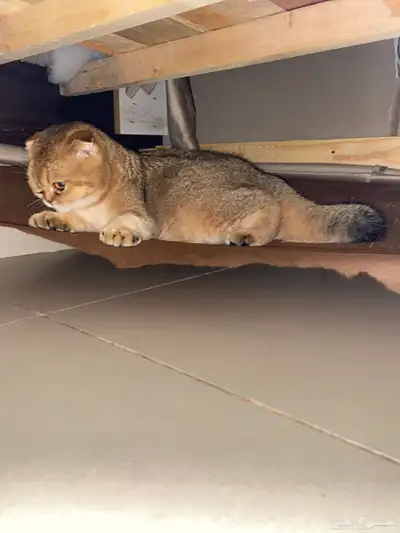 للبيع قطو انتاج انثى العمر ست شهور لون ملكي وزي مانت شايف index