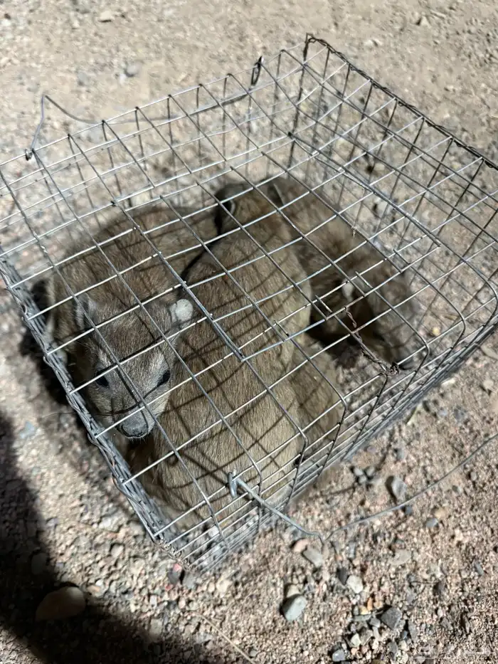 و ب ر ا ن للبيع 18