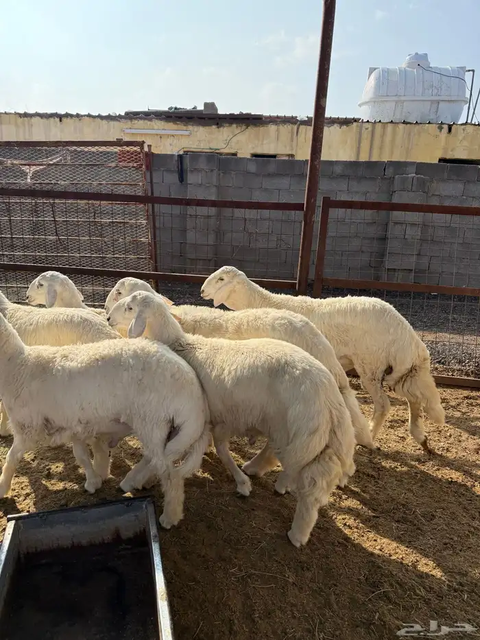 طليان وتيوس ذبايح نظيفه ع الشرط ( سلخ وتوصيل ) 1