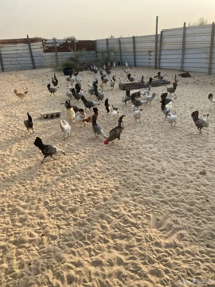 دجاج بادي بياض شرط فيه فيومي منقط وفيه قولد 0