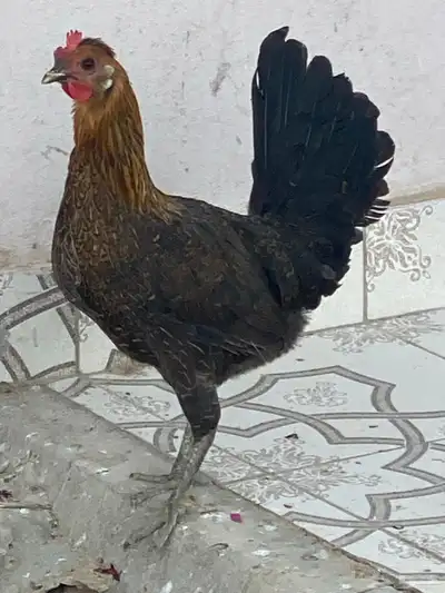 دجاج للبيع index