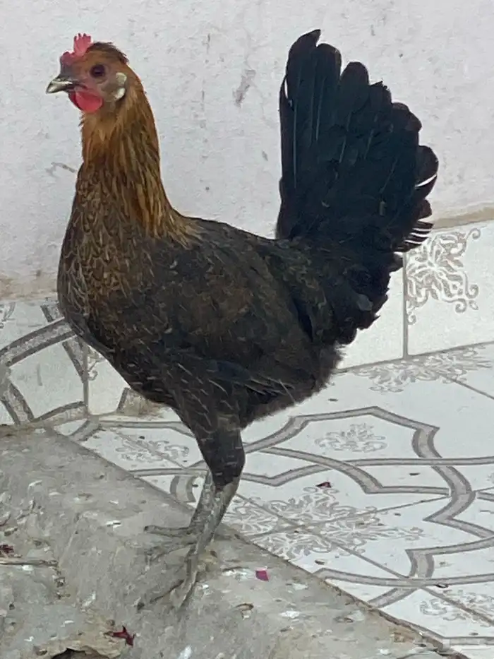 دجاج للبيع 0